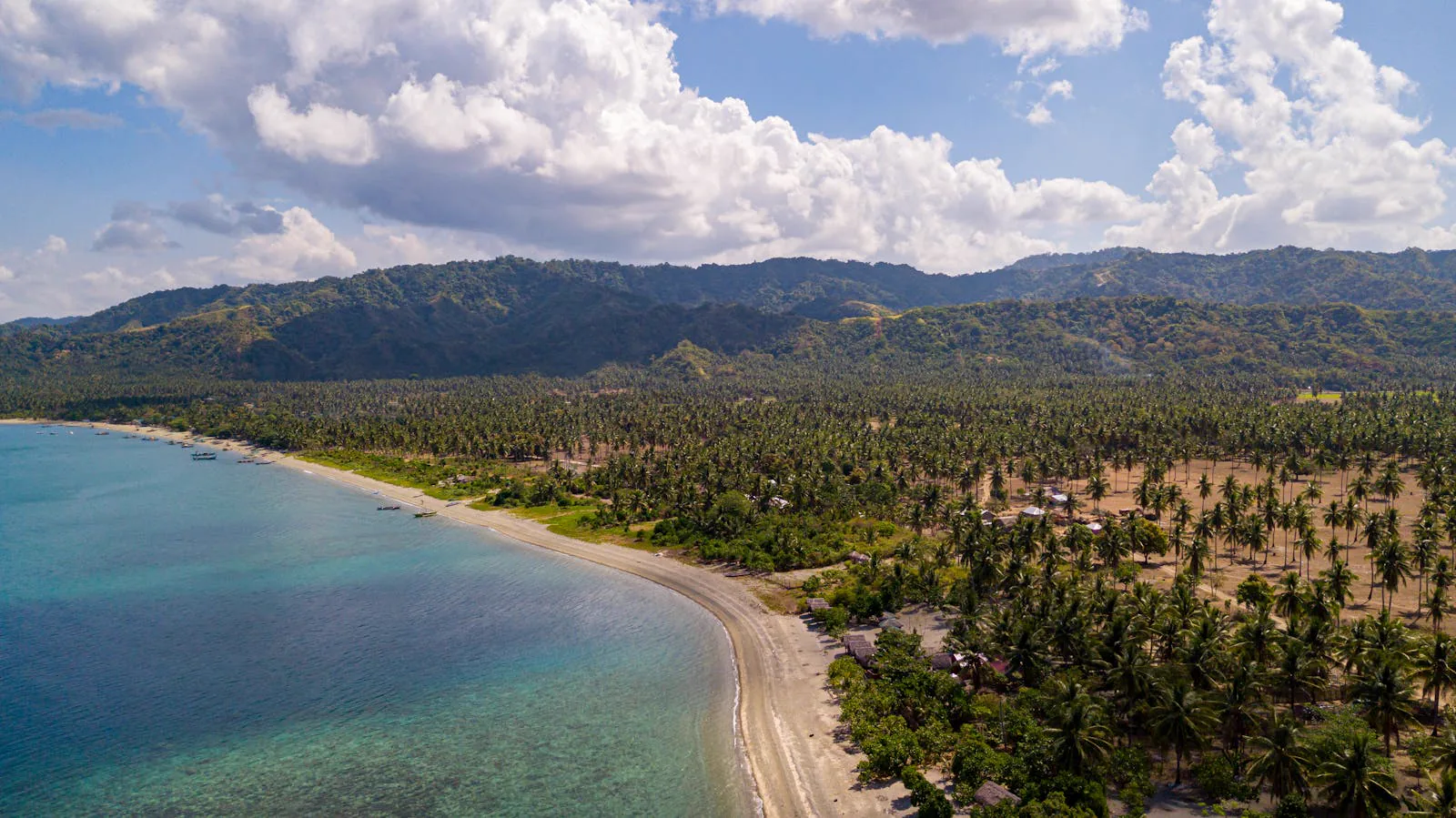 Costa con piantagione di palme da cocco nelle Filippine, veduta aerea con il mare turchese